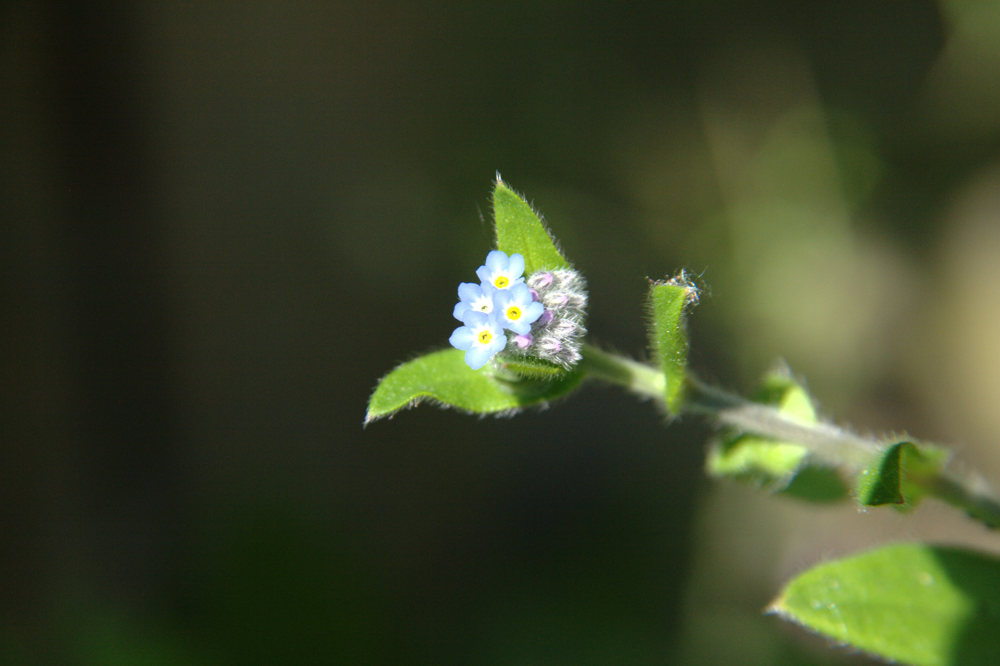 flower.jpeg