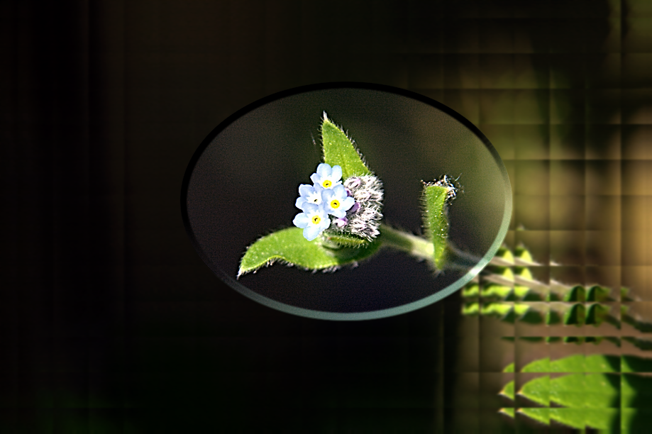 Flower.png