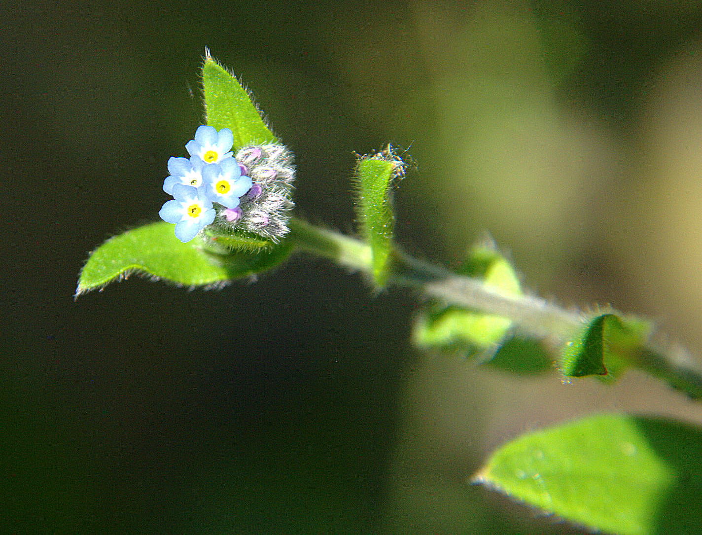 flower.jpeg