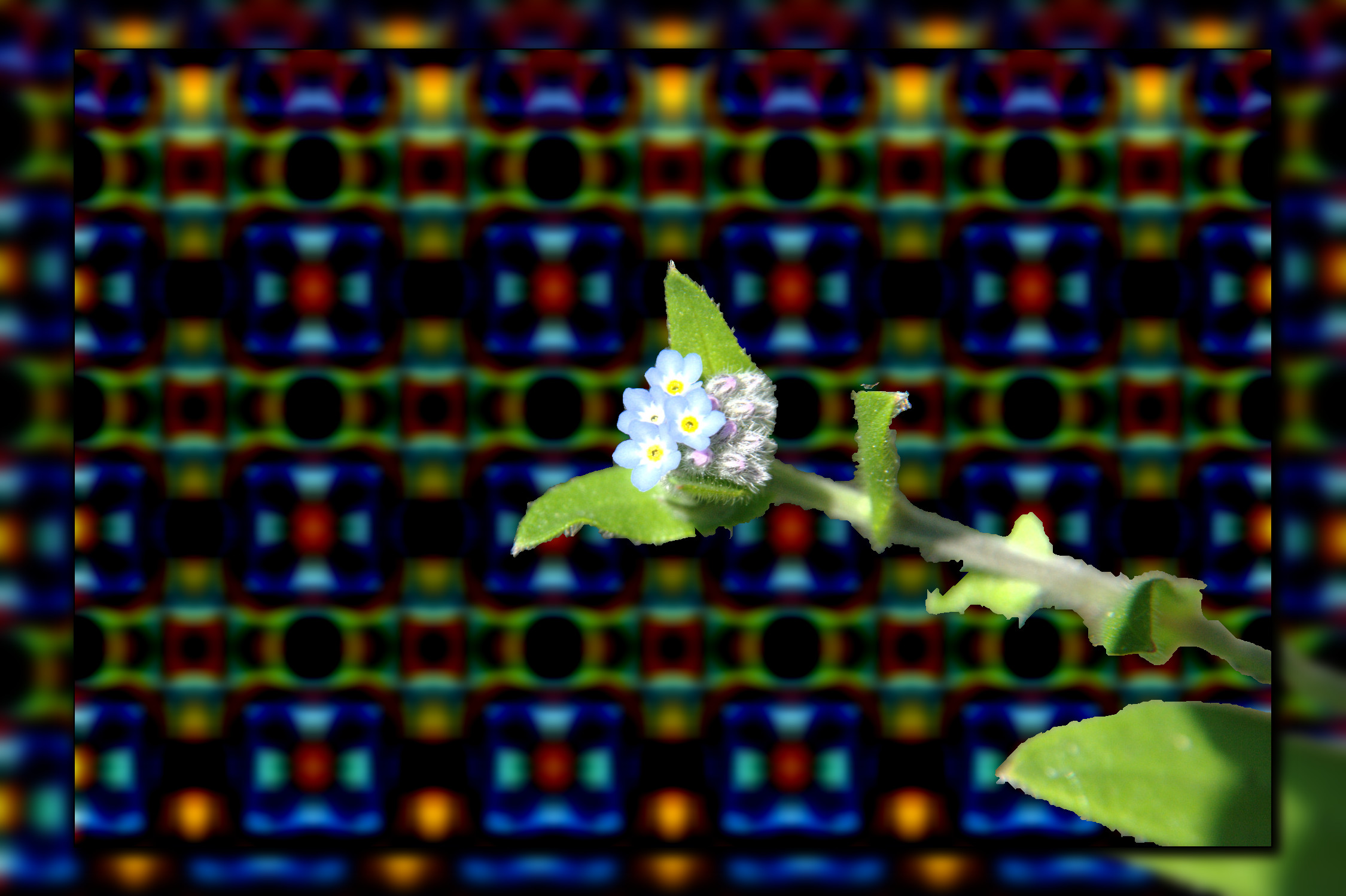flower.jpeg