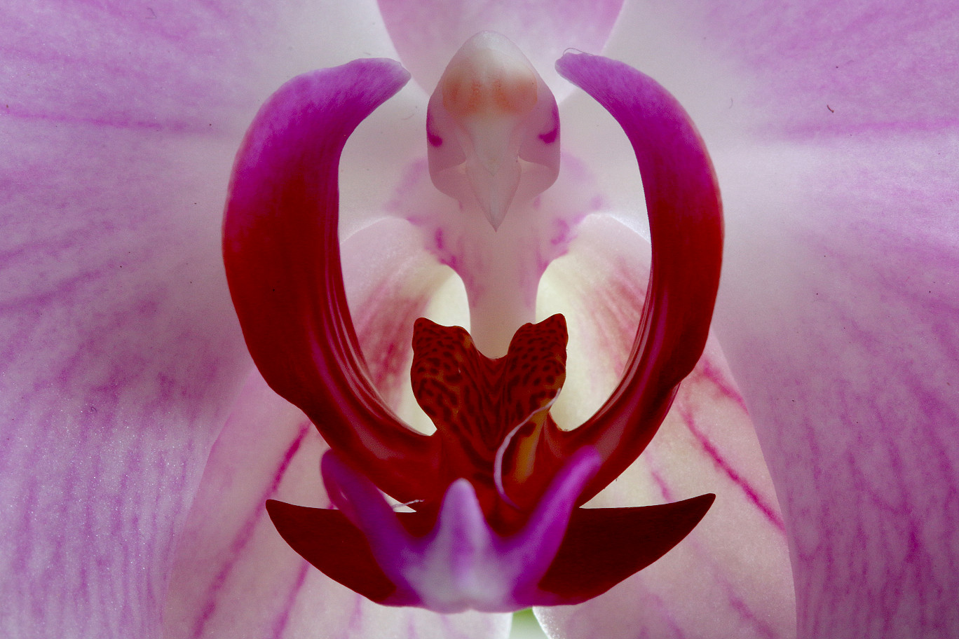 Orchid.jpg