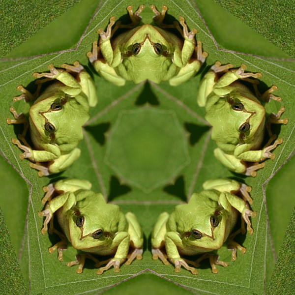 Penta-Frog.jpg
