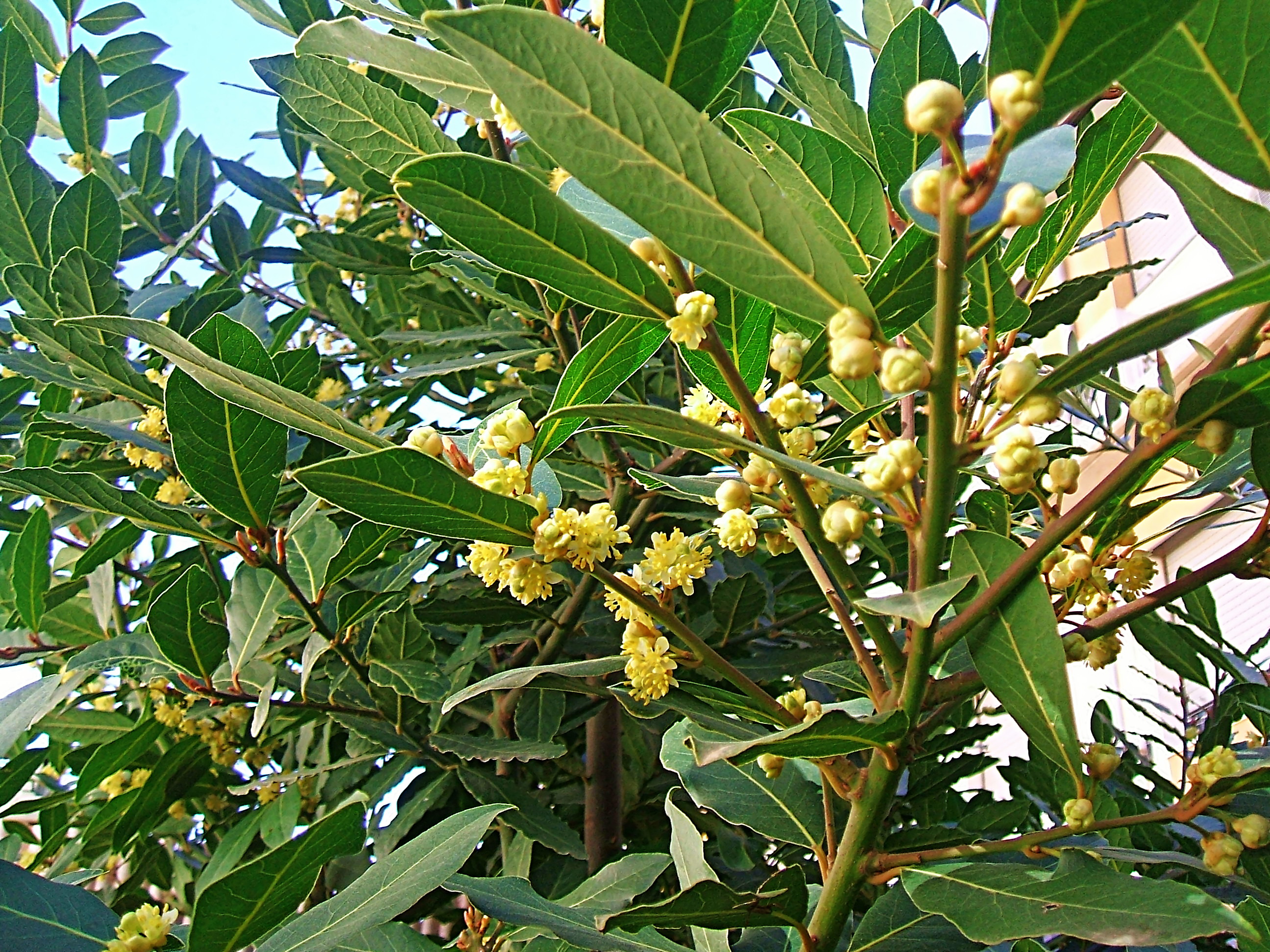 Bay leaves&blossoms-Contrast-unsharp mask-vibrancy.JPG