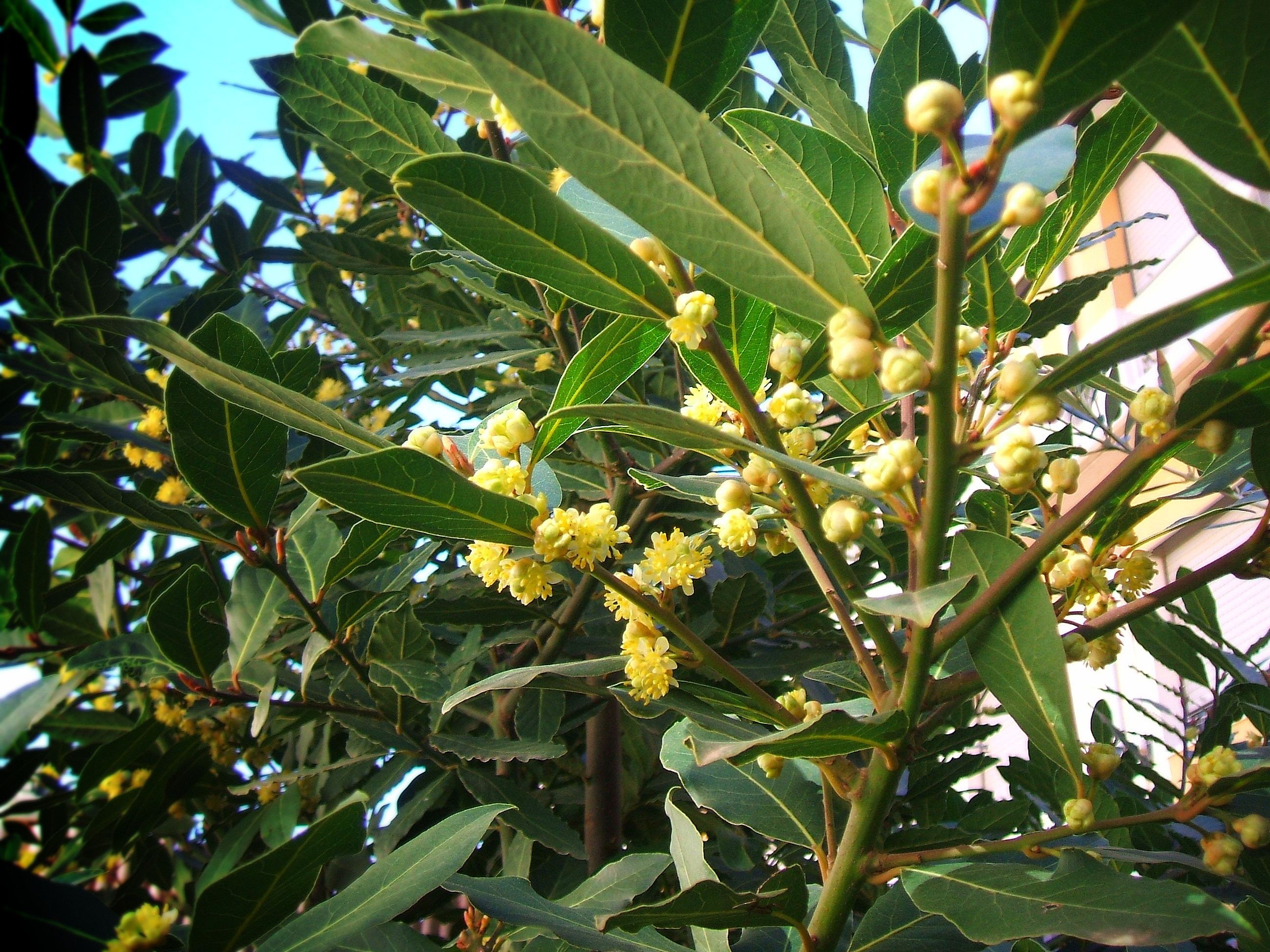 Bay leaves&blossoms-Laurel en flor.JPG