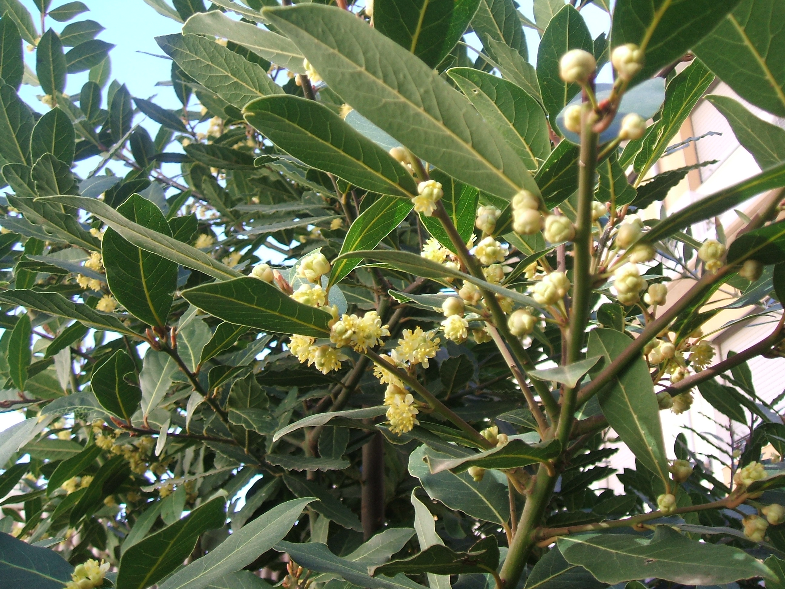 Bay leaves&blossoms-Laurel en flor.JPG