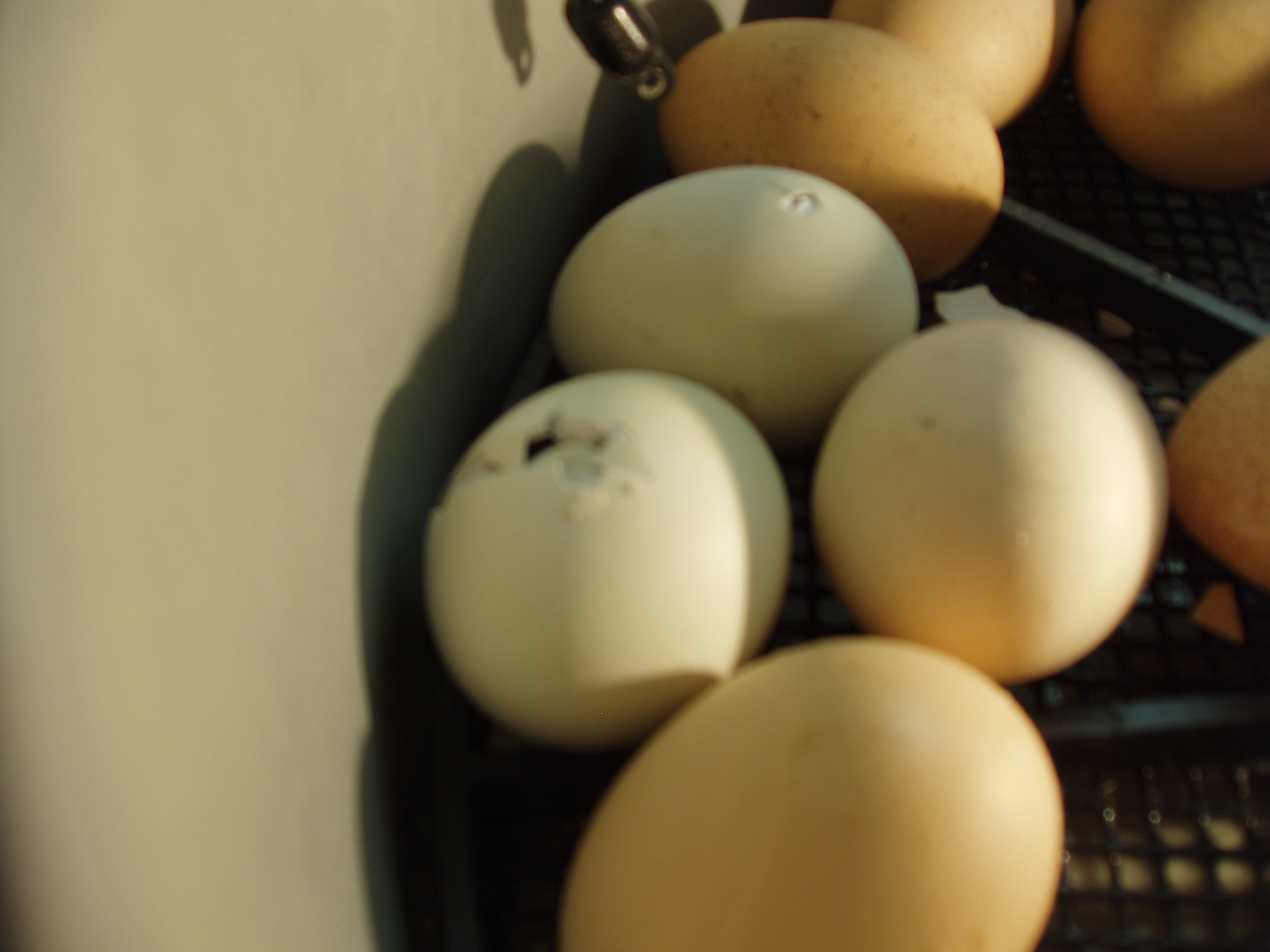 incubator chicks2.JPG