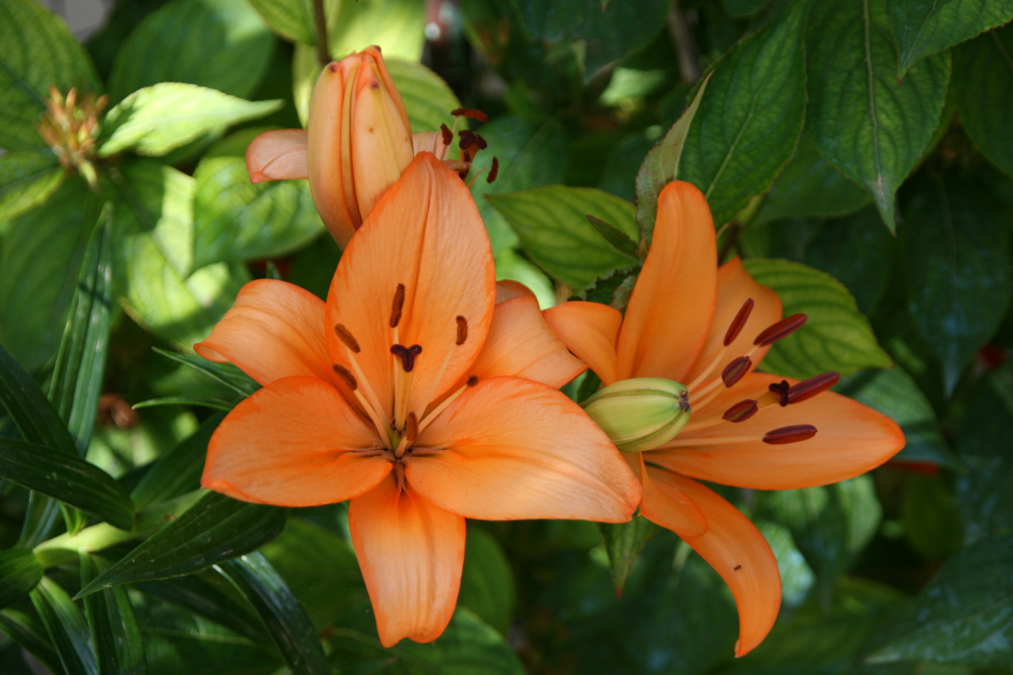 flowers.jpg