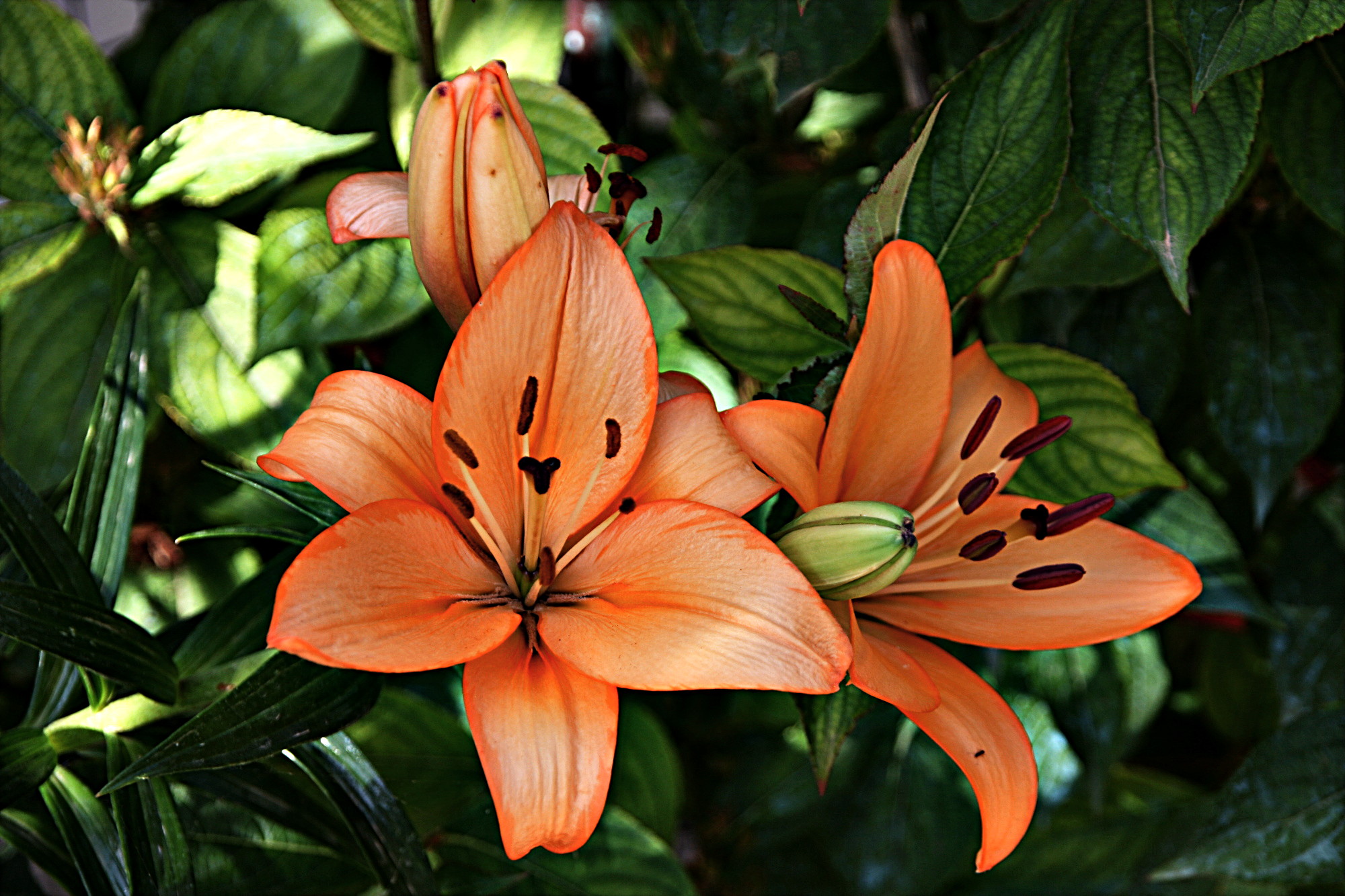 flowers-Try-Issa.jpg
