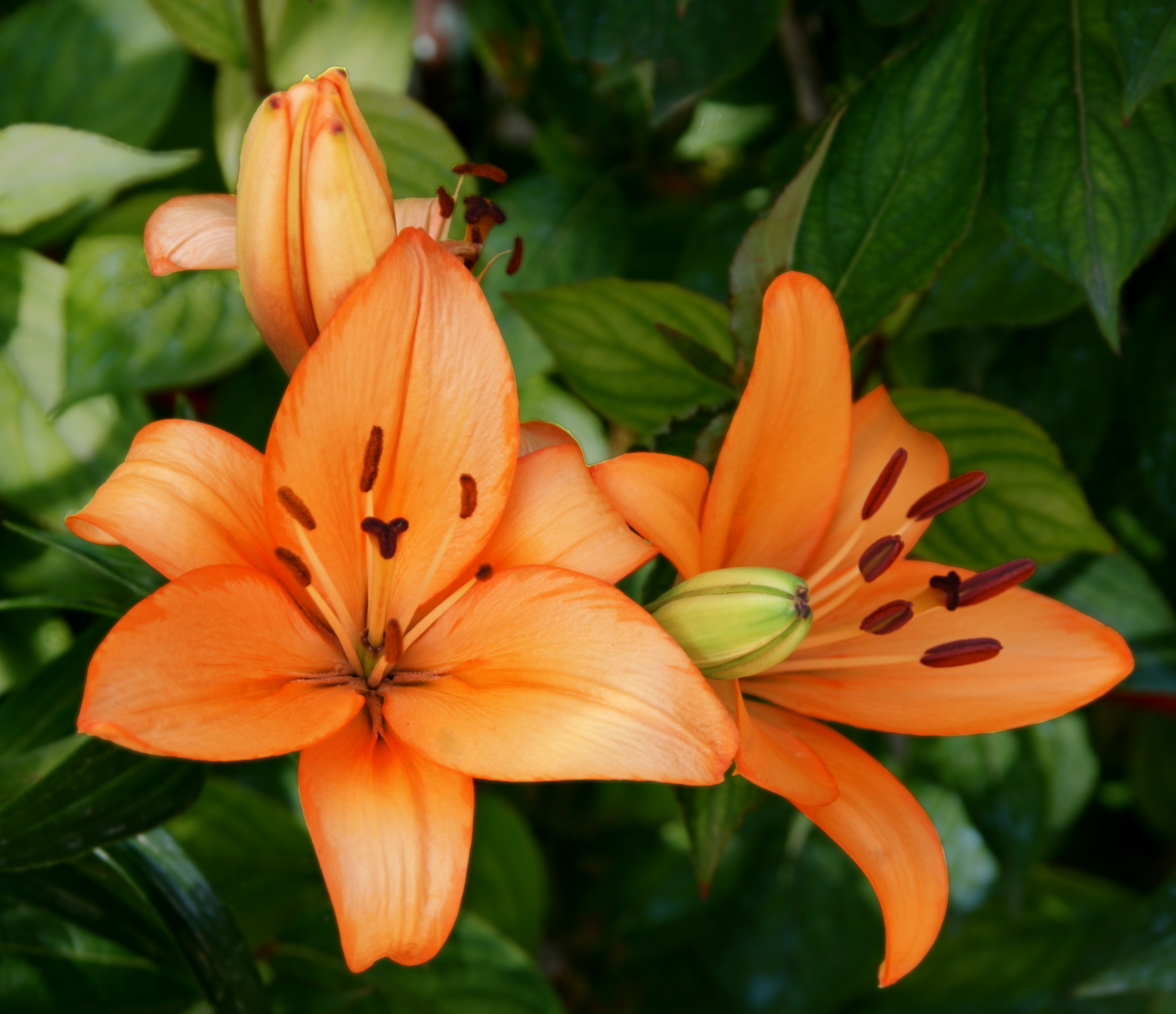 flowers.jpg