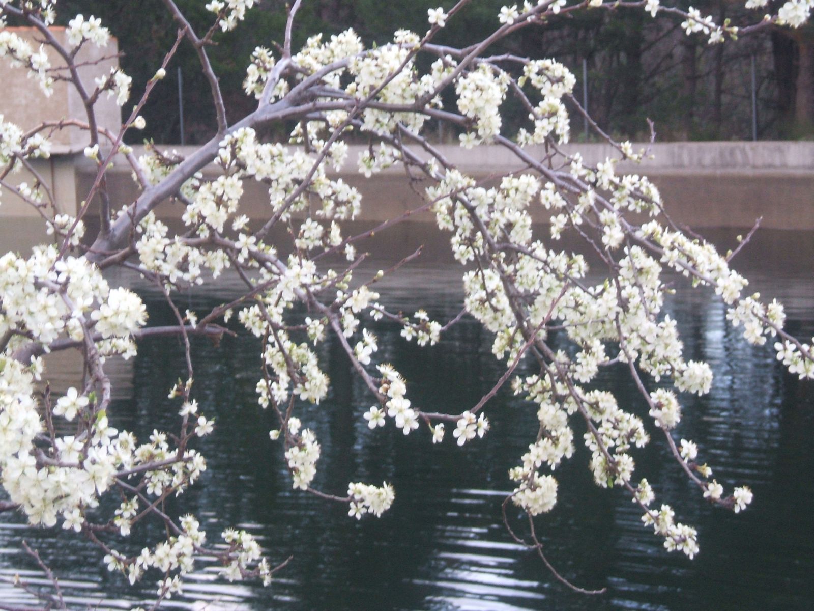 Flores silvestres - Moncayo.jpg
