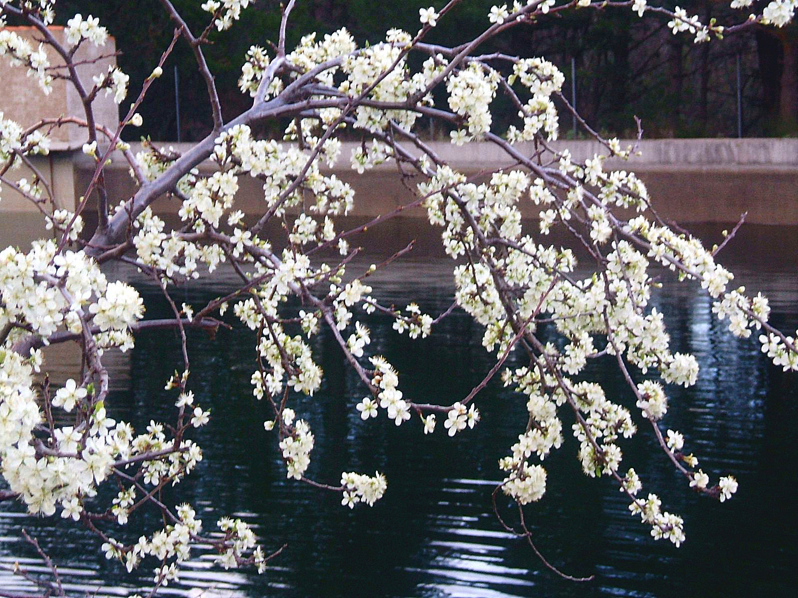 Flores silvestres - Moncayo.jpg