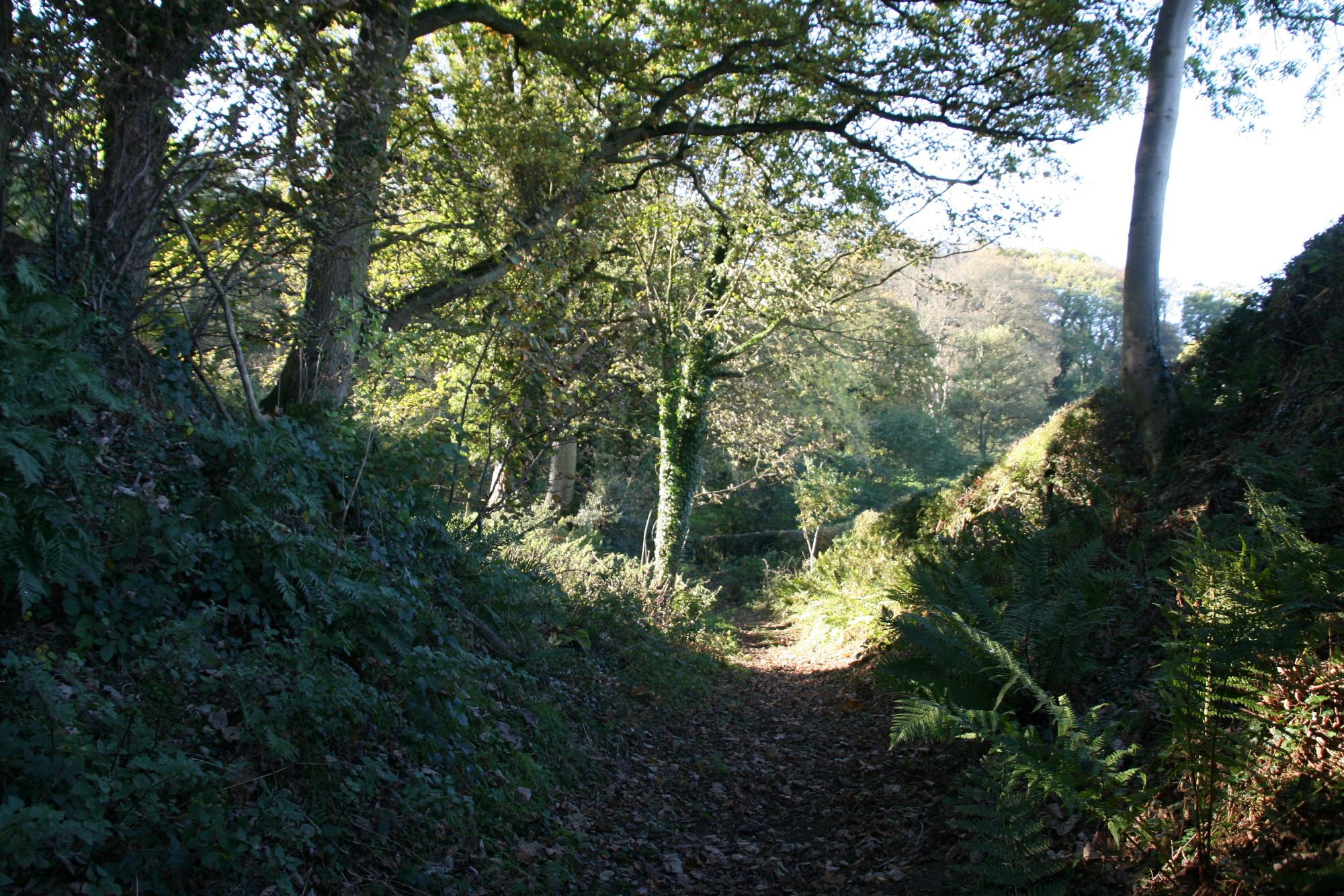 forest_path.jpg