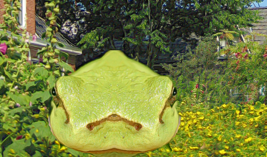 she frog.png