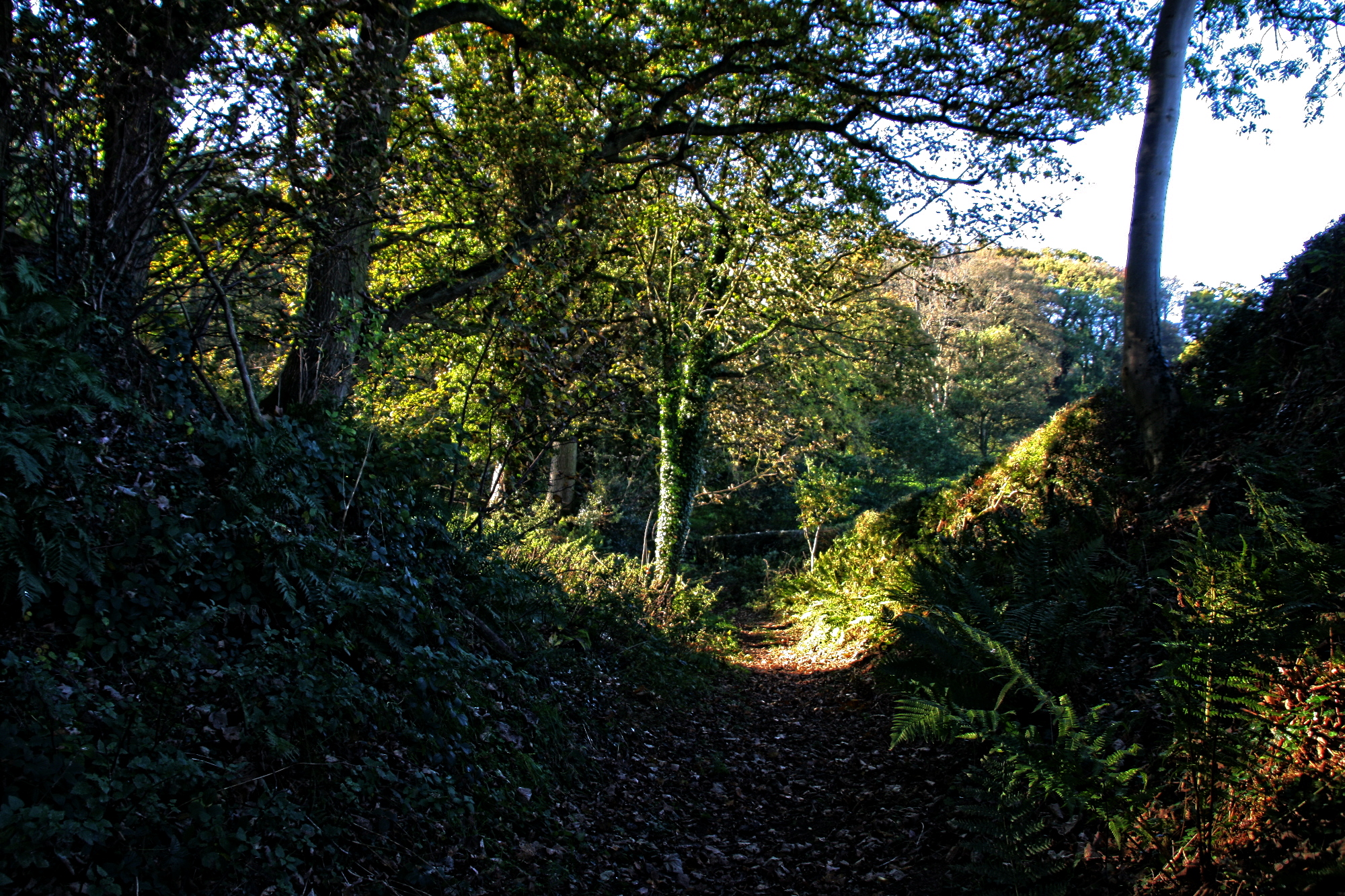 forest_path-dn1.jpg