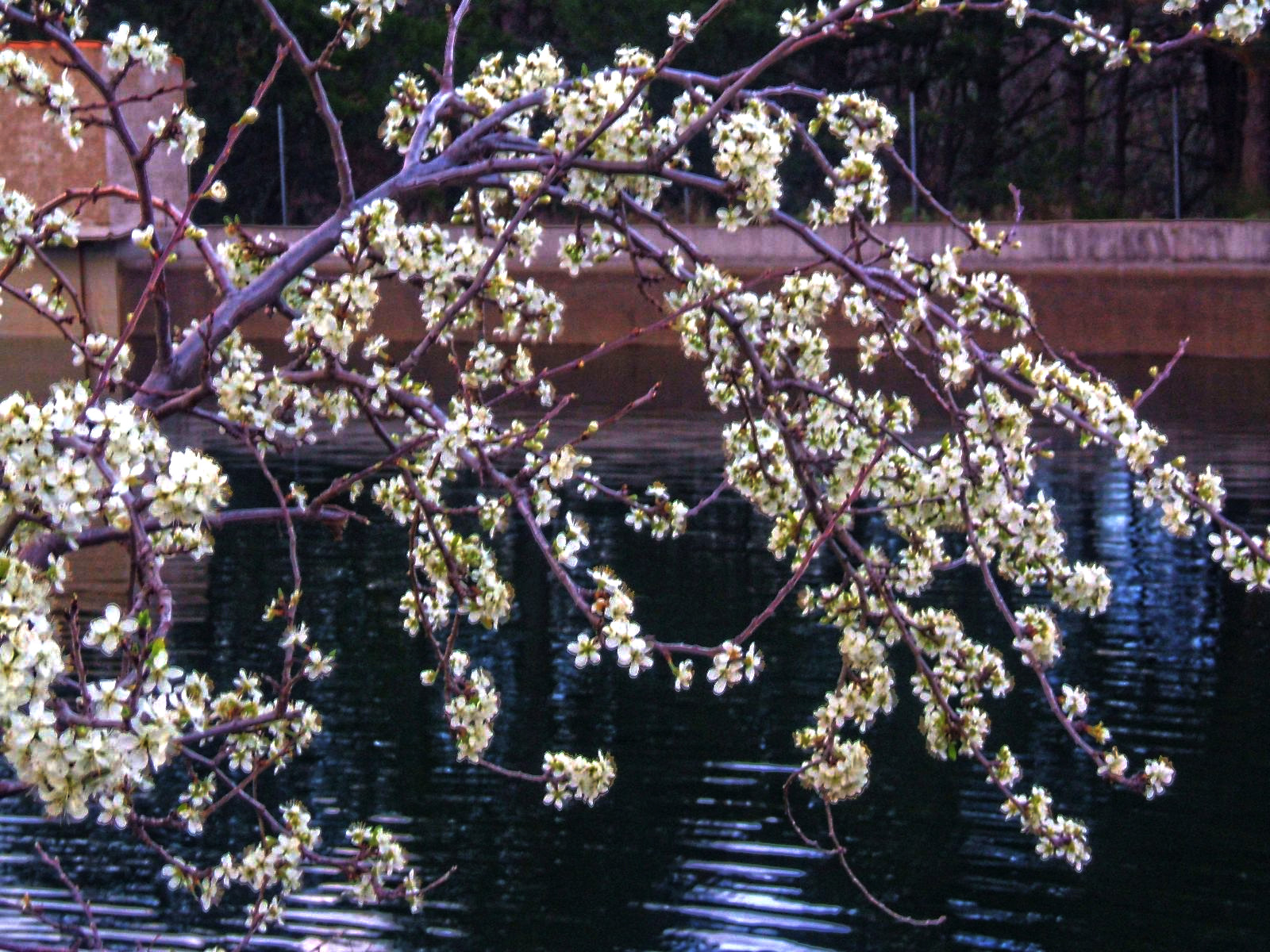 Flores%20silvestres%20-%20Moncayo-dn1.jpg