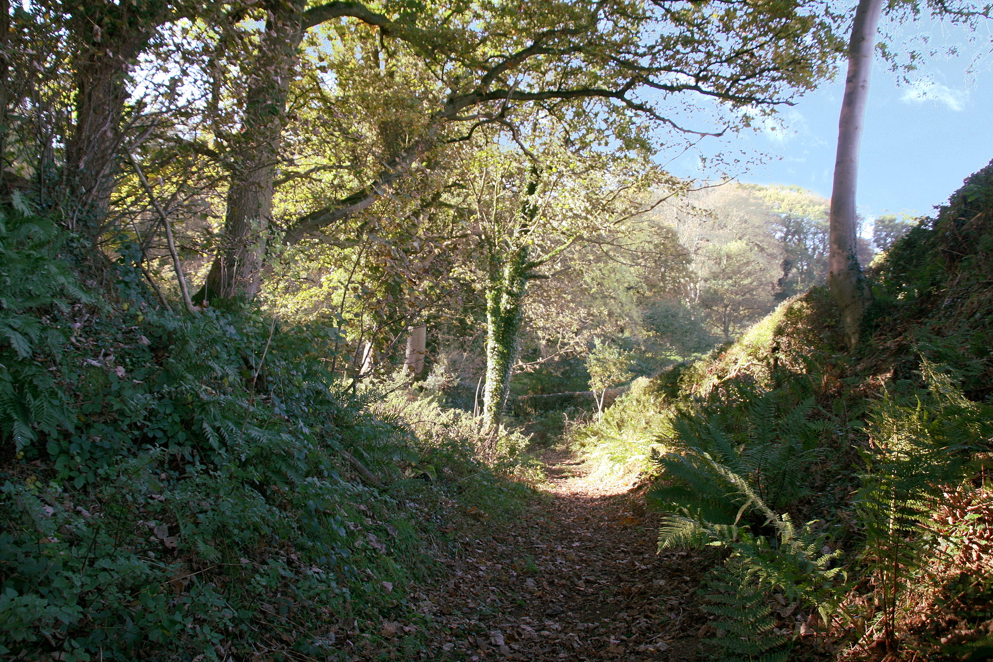 forest_path.jpg