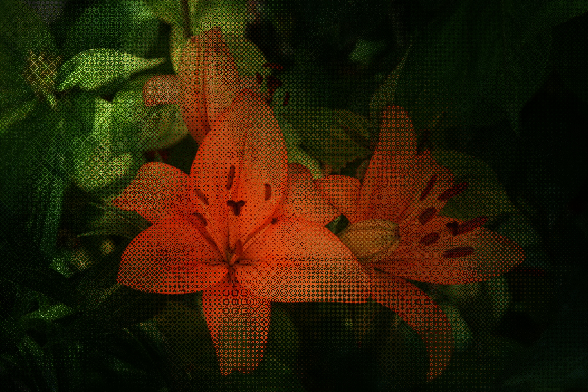 flowers-using-PSfilter-DSB-bubble.jpg