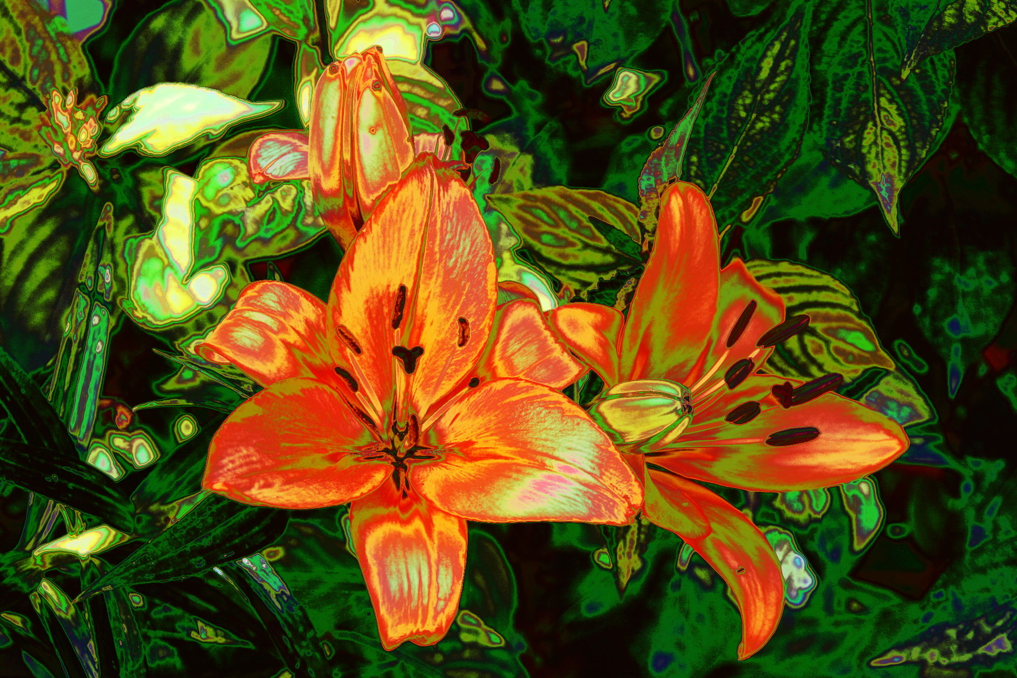 flowers-using-PSfilter-DSB-psychedelic.jpg