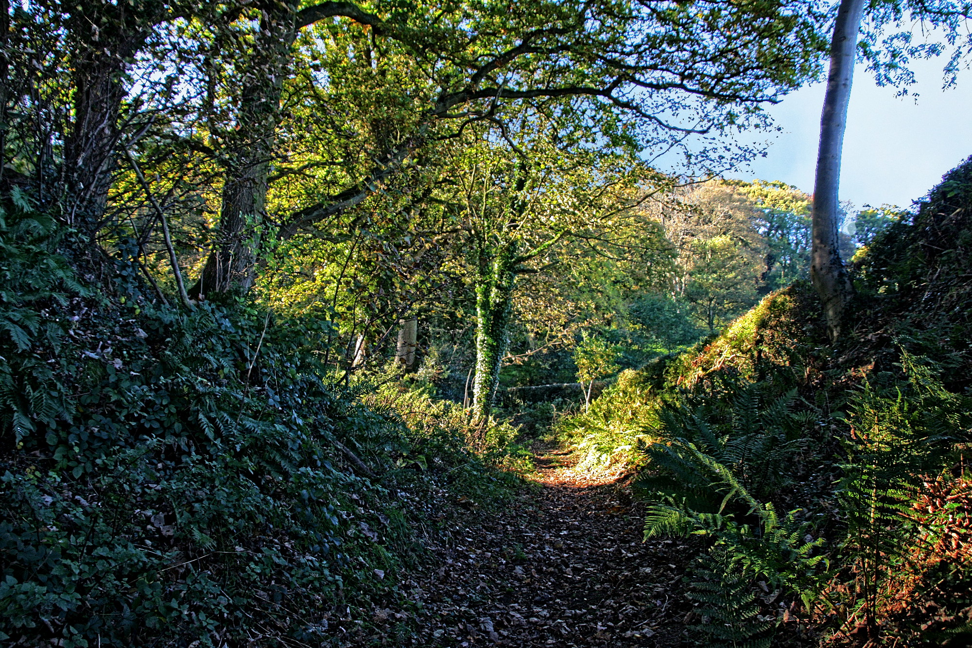 forest_path-my try-Issa.jpg