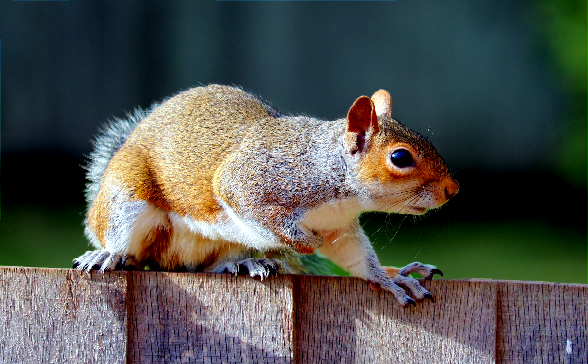 squirrel-enhanced.png