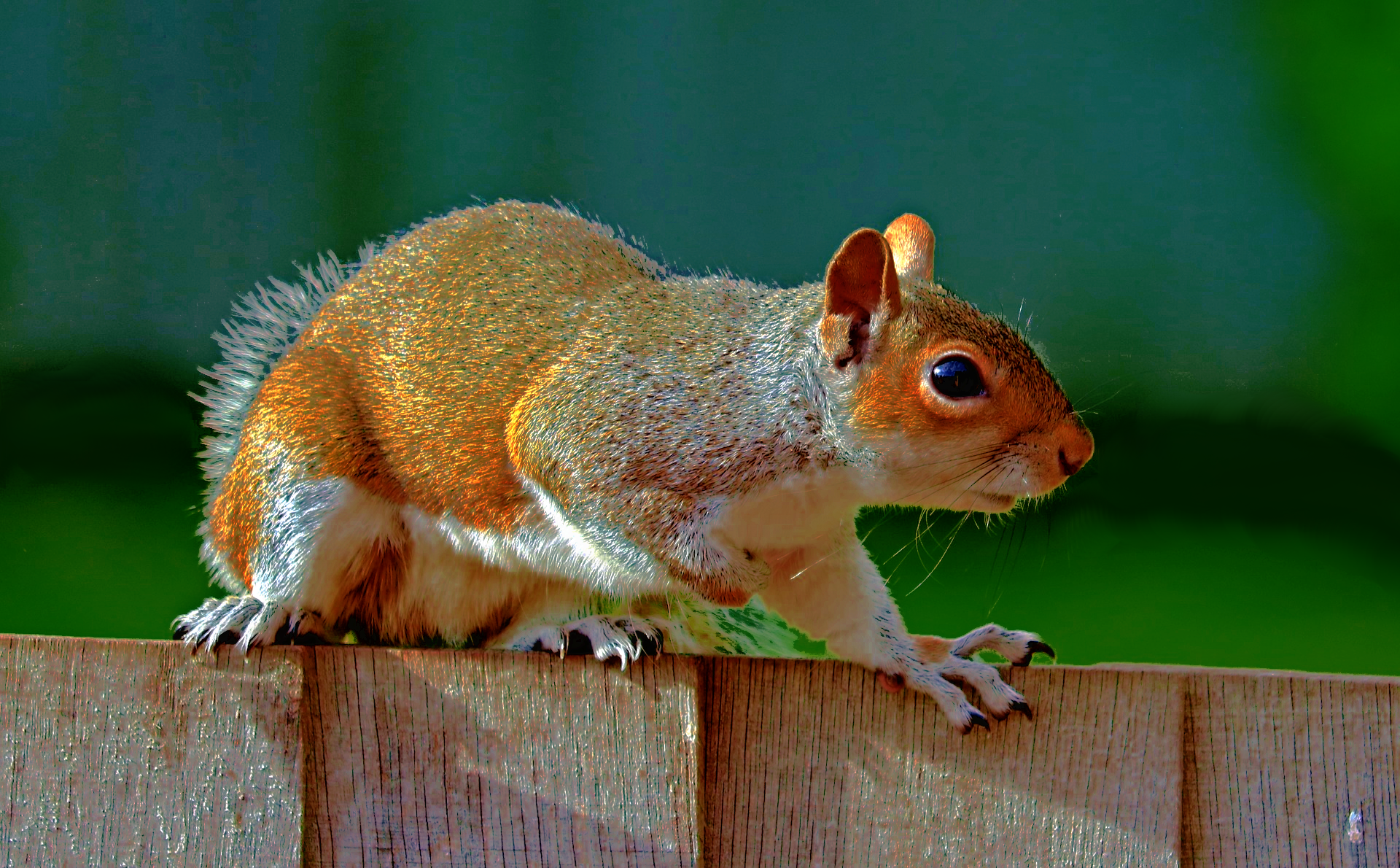 squirrel-dn1.png