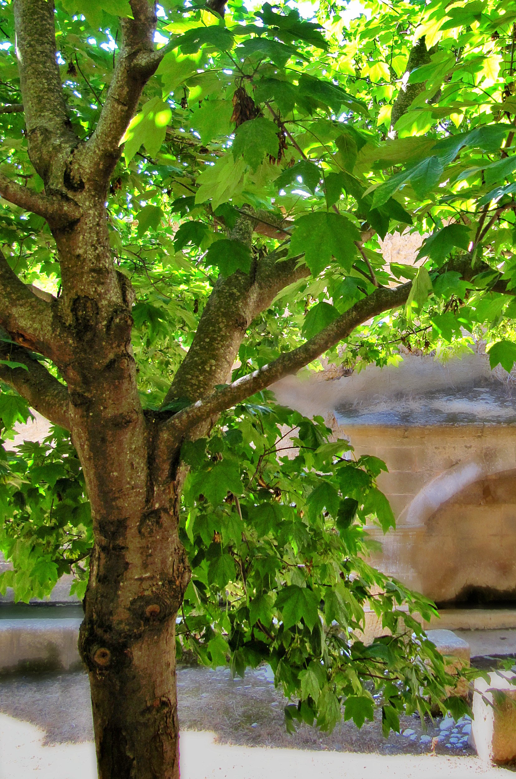 tree.jpg
