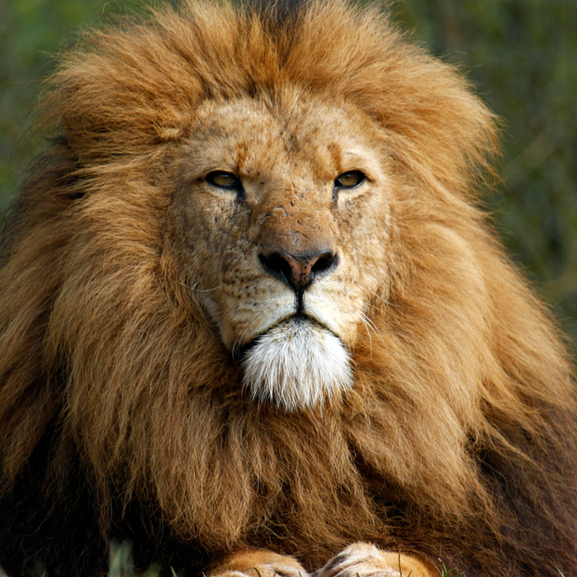 lion2.png