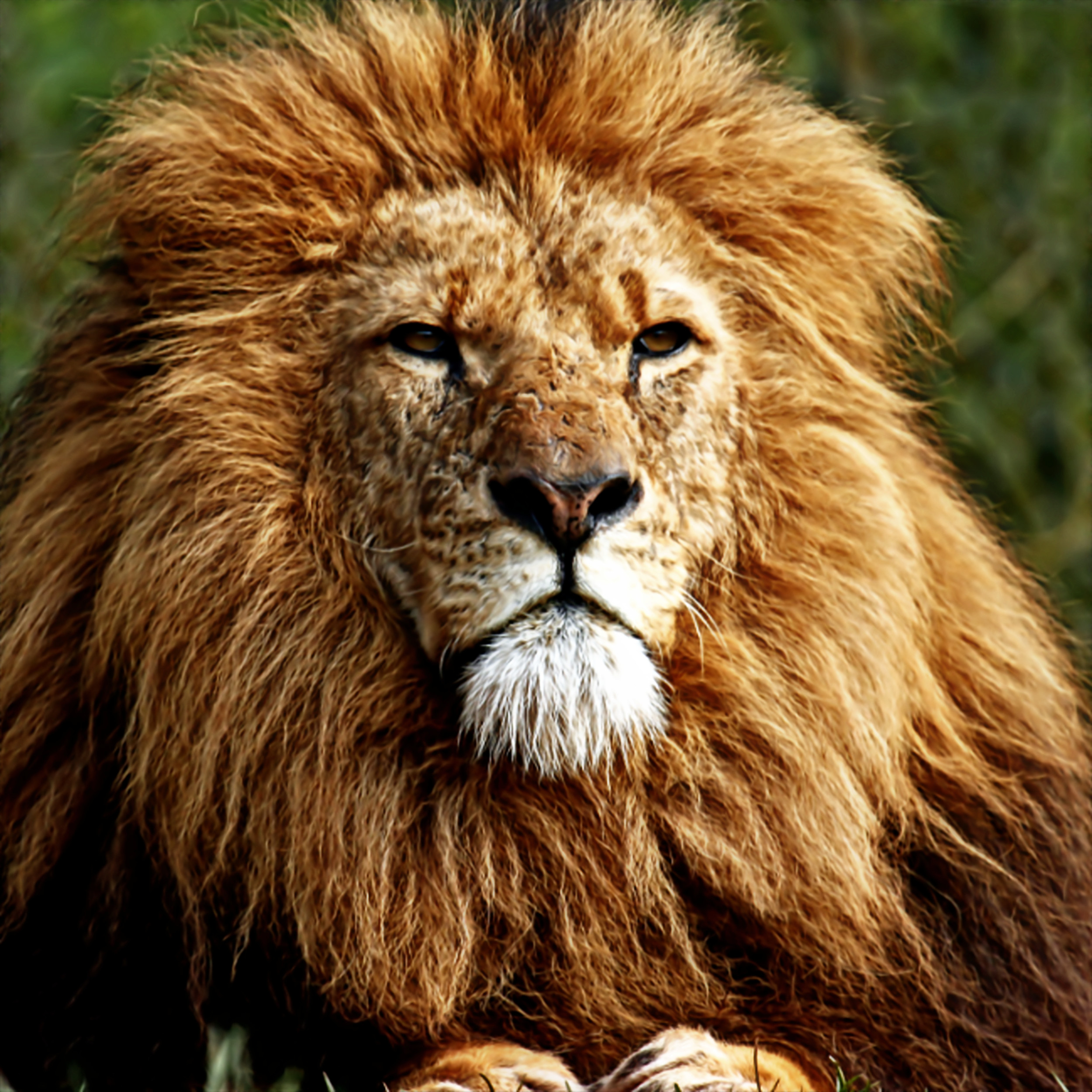 lion2_Jlow.jpg