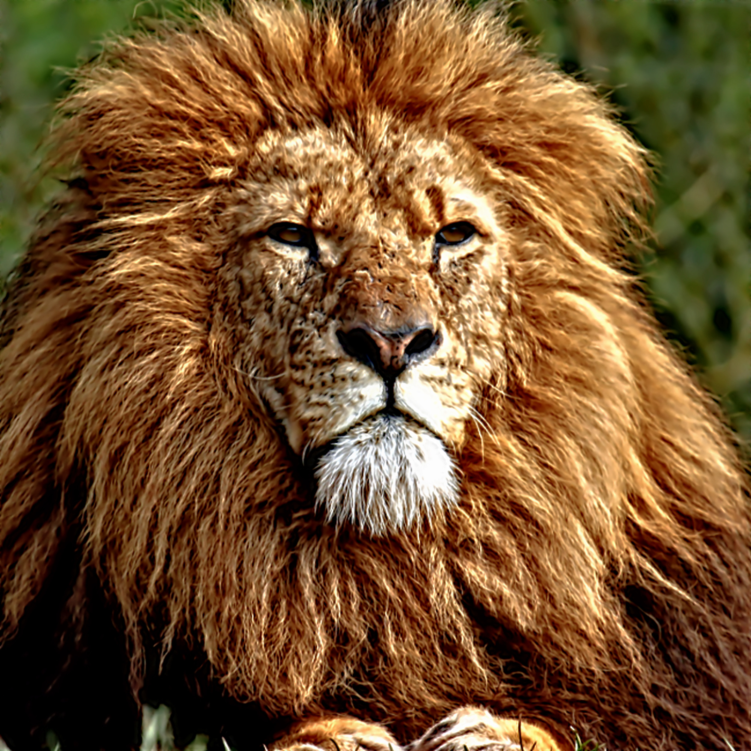 lion2_Khigh.jpg