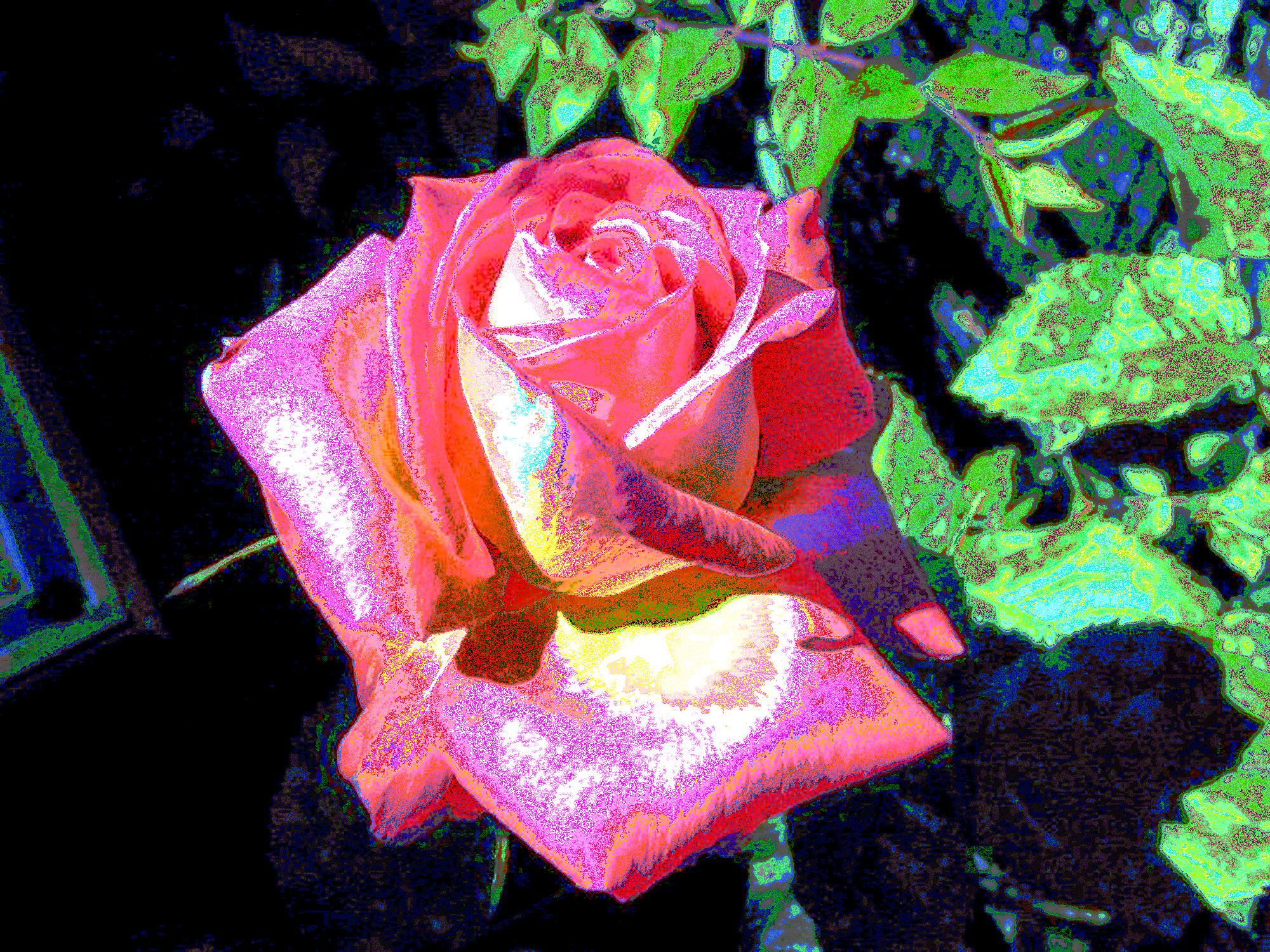 Fiore_di_Rosa (pointillistic)b.jpg