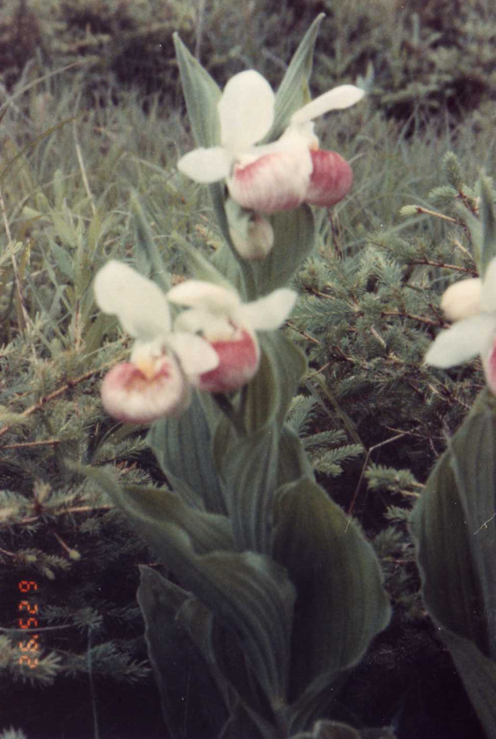 showy pink lady slipper.png