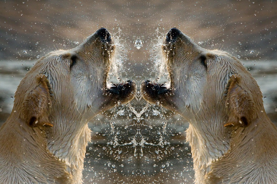 mirrored-50.png