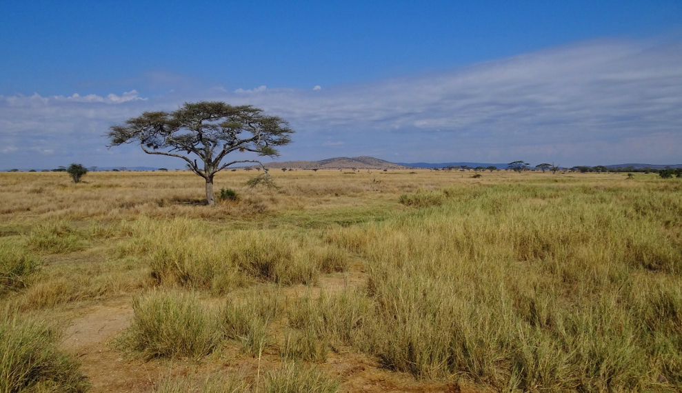 Serengeti.jpg