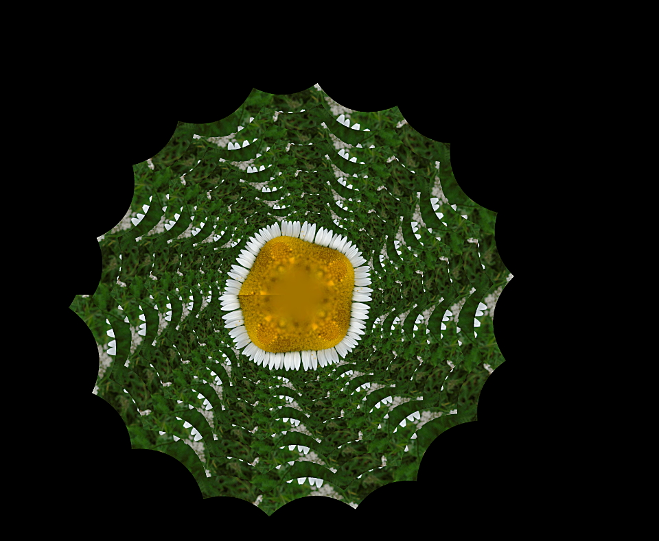 WildMayweed Cont. Drost.jpg