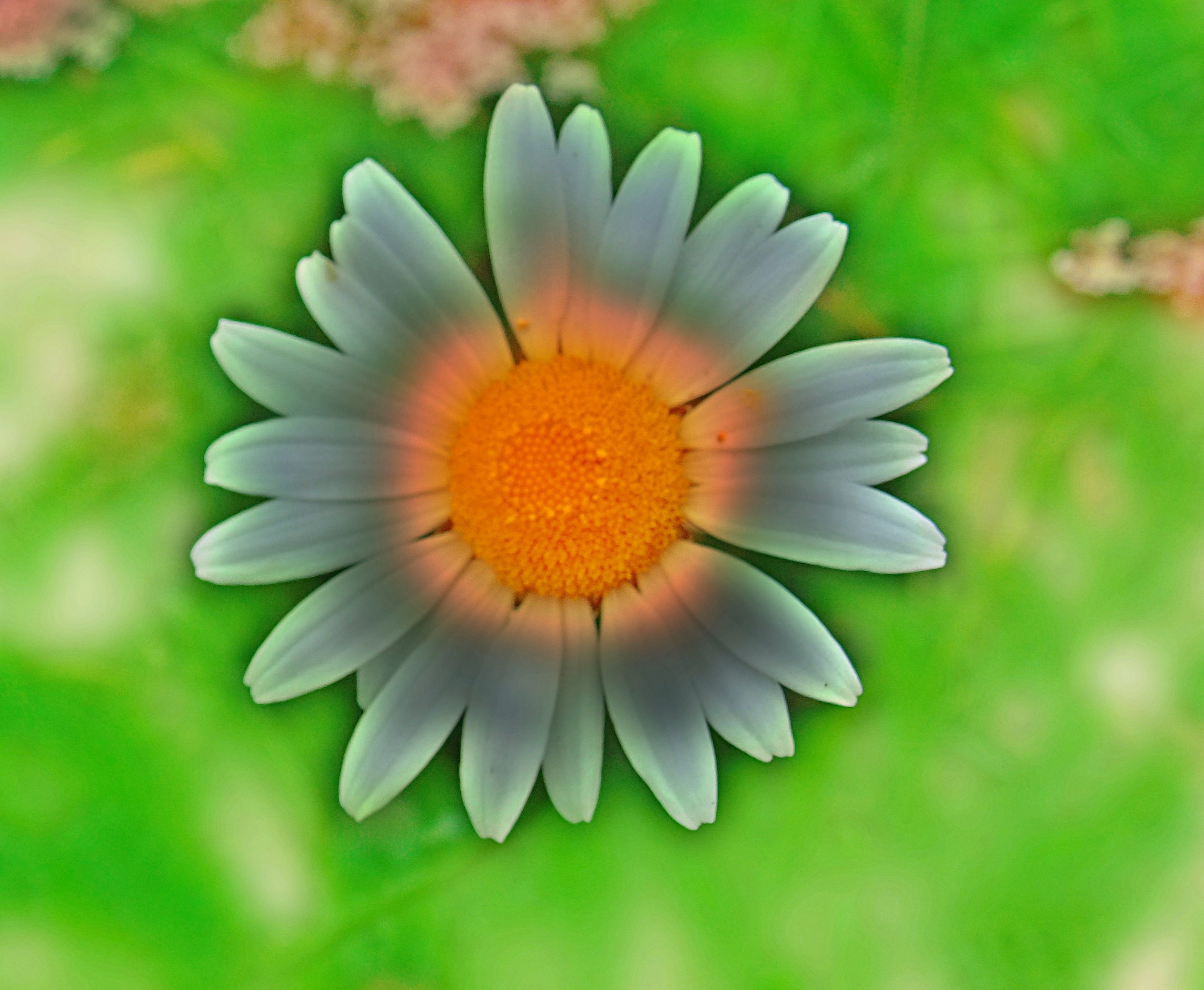 4912_Chamomile_%20Wild_(Scented%20Mayweed)_fantasy.jpg