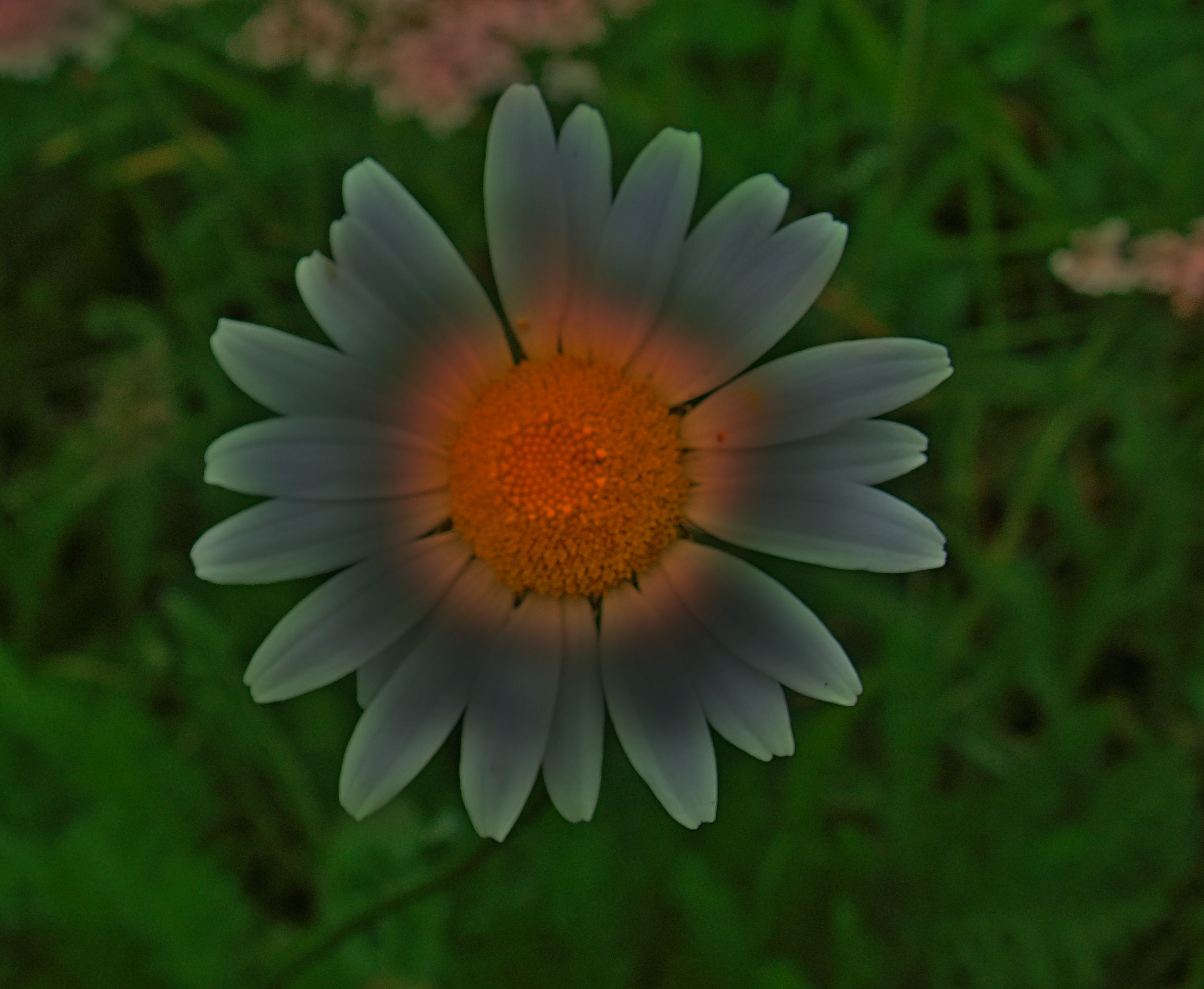 4912_Chamomile_%20Wild_(Scented%20Mayweed)_fantasy2.jpg