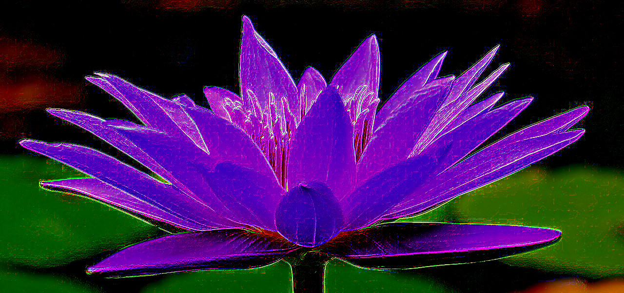 water-lily-1585178_1280-RodStyleDetails-DN.jpg