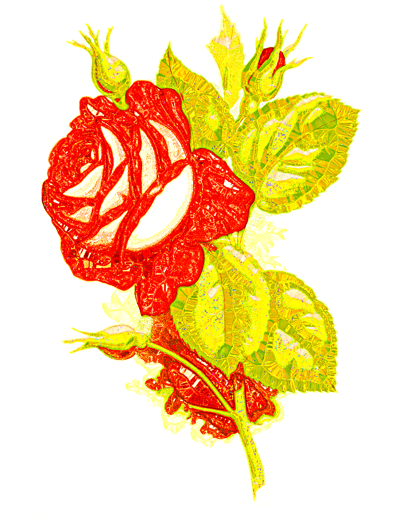 Rose.CrystallizeN.jpg