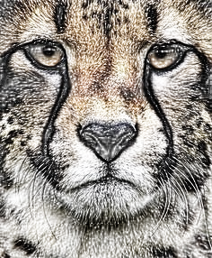 TigerSketch3.png