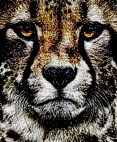 TigerSketch1.png
