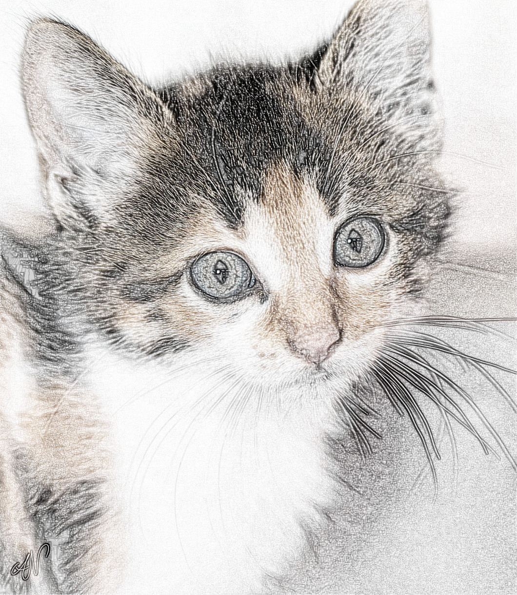 24556811814_Cat-JamackSketch3-DN.jpg