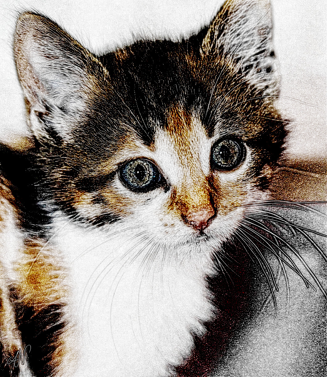 24556811814_Cat-JamackSketch1-DN.jpg