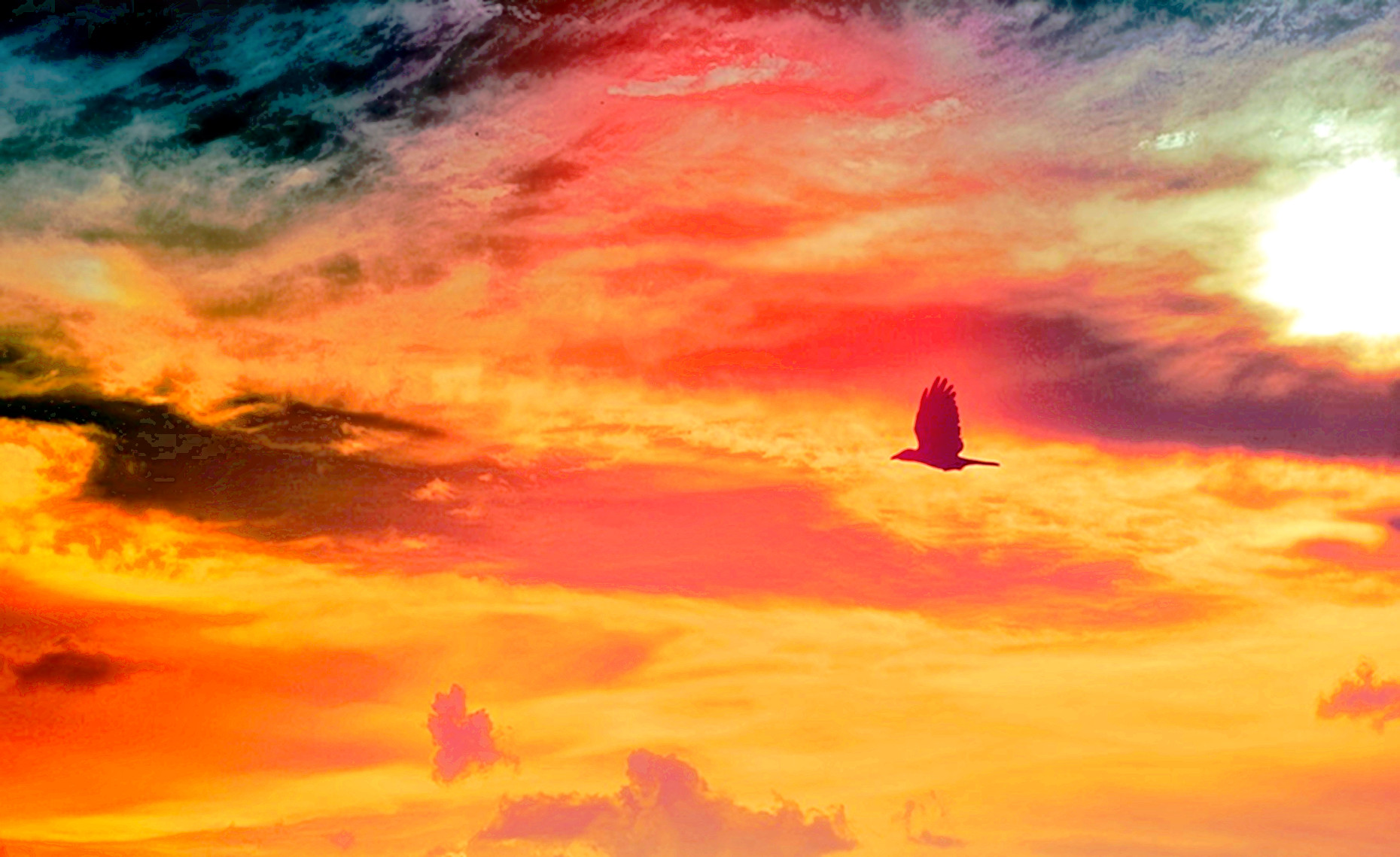 PseudoHDR on pexels-photo-162002-large stretch, retinex, satur at 10.0.jpg