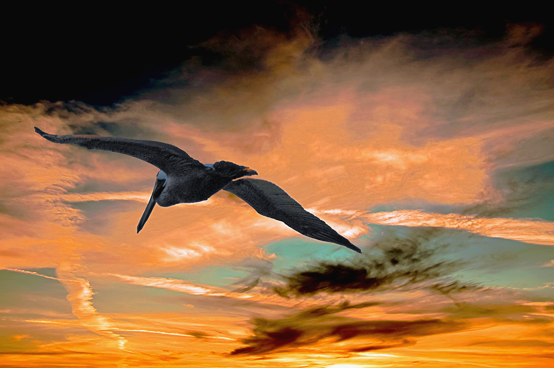 pelican-901004_1920-PseudoHdrEffect.jpg