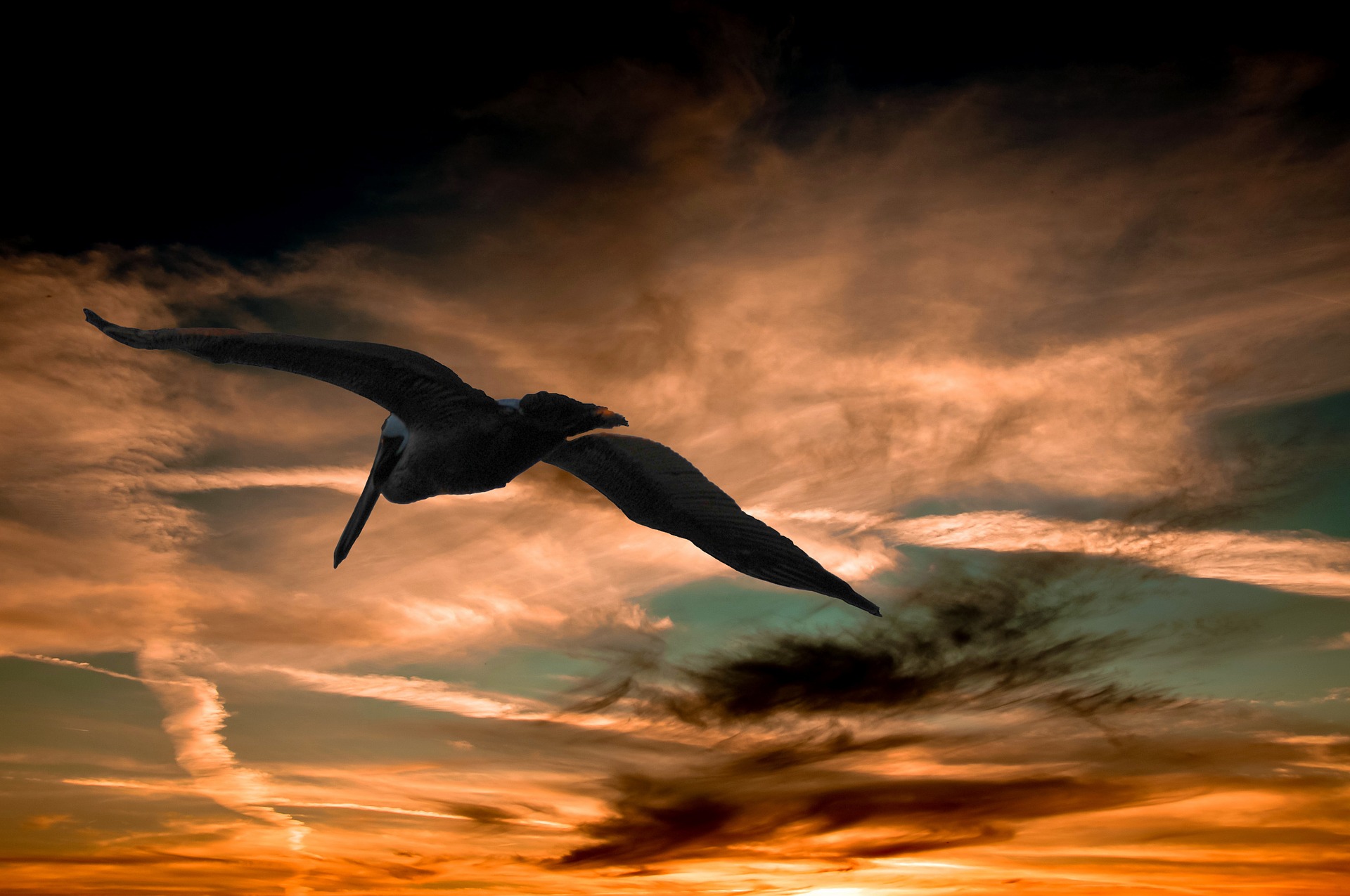pelican-901004_1920.jpg