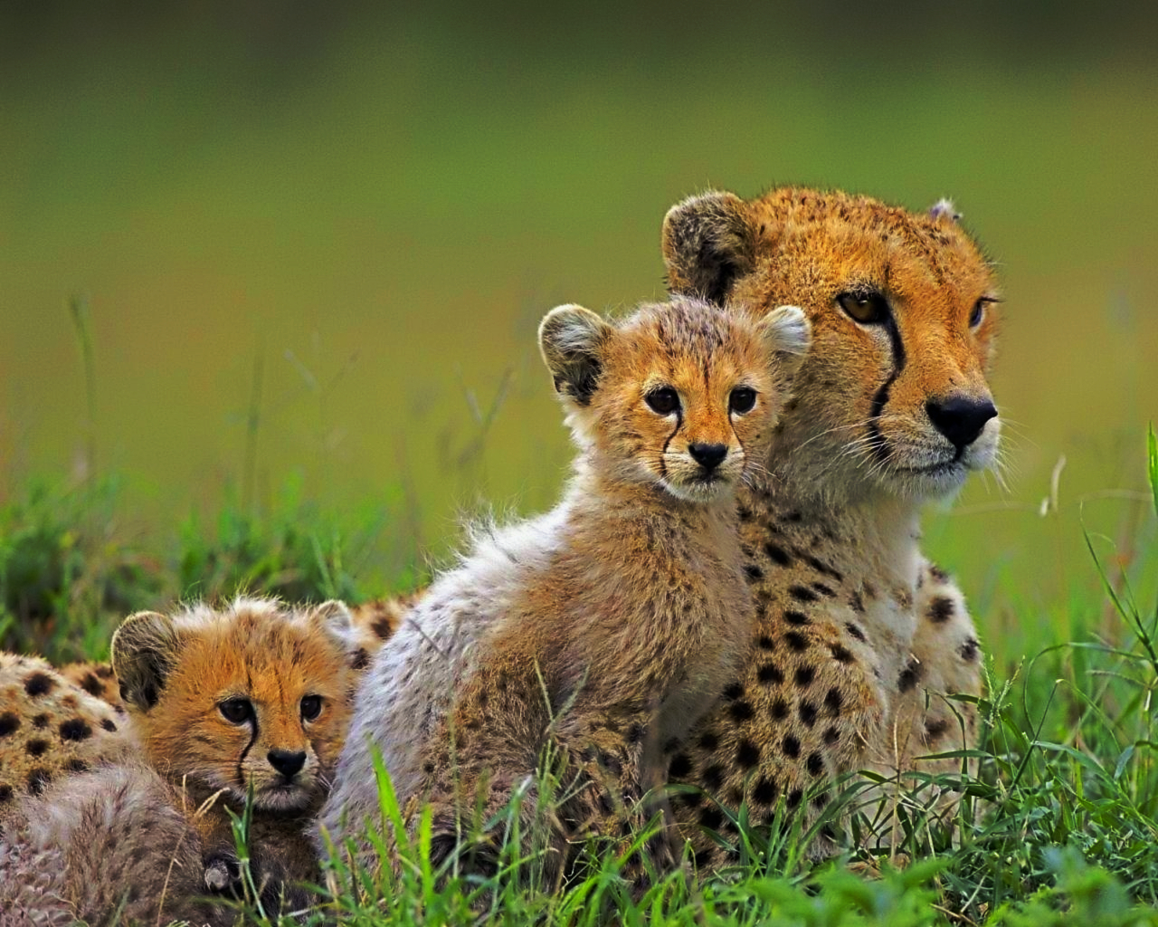 Pseudo HDR Cheetahs .jpg