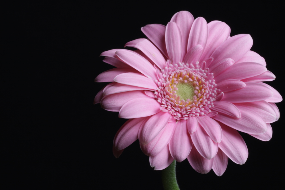 flowers_photography_by_almaskary-d54f9on-crop.jpg