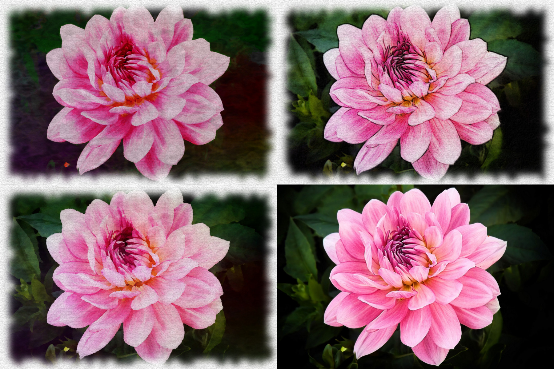 dahlia-1624455_1280-set.jpg
