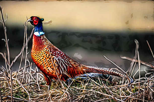 Pheasants_9_Flamboyance.jpg