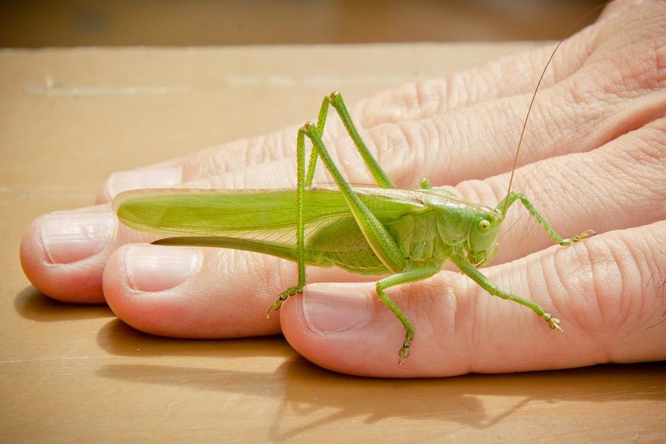 Grasshopper.Orig.jpg